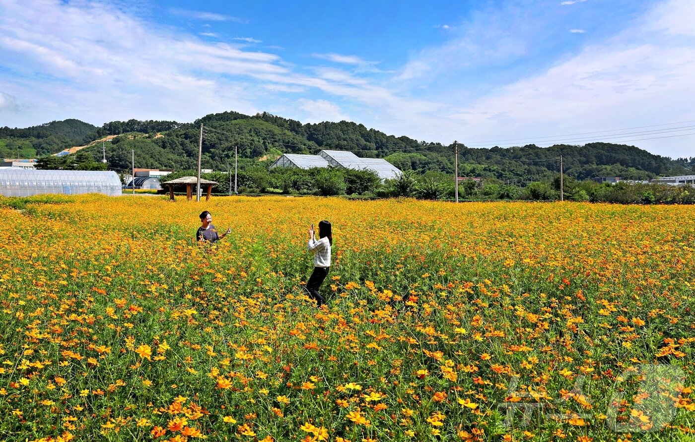 본문 이미지 - 충북 괴산군 괴산읍 서부리 669 괴산군농업기술센터 뒤 동진천 인근 꽃밭에 주황과 노랑 황화코스모스가 만개했다.(괴산군 제공) ⓒ 뉴스1