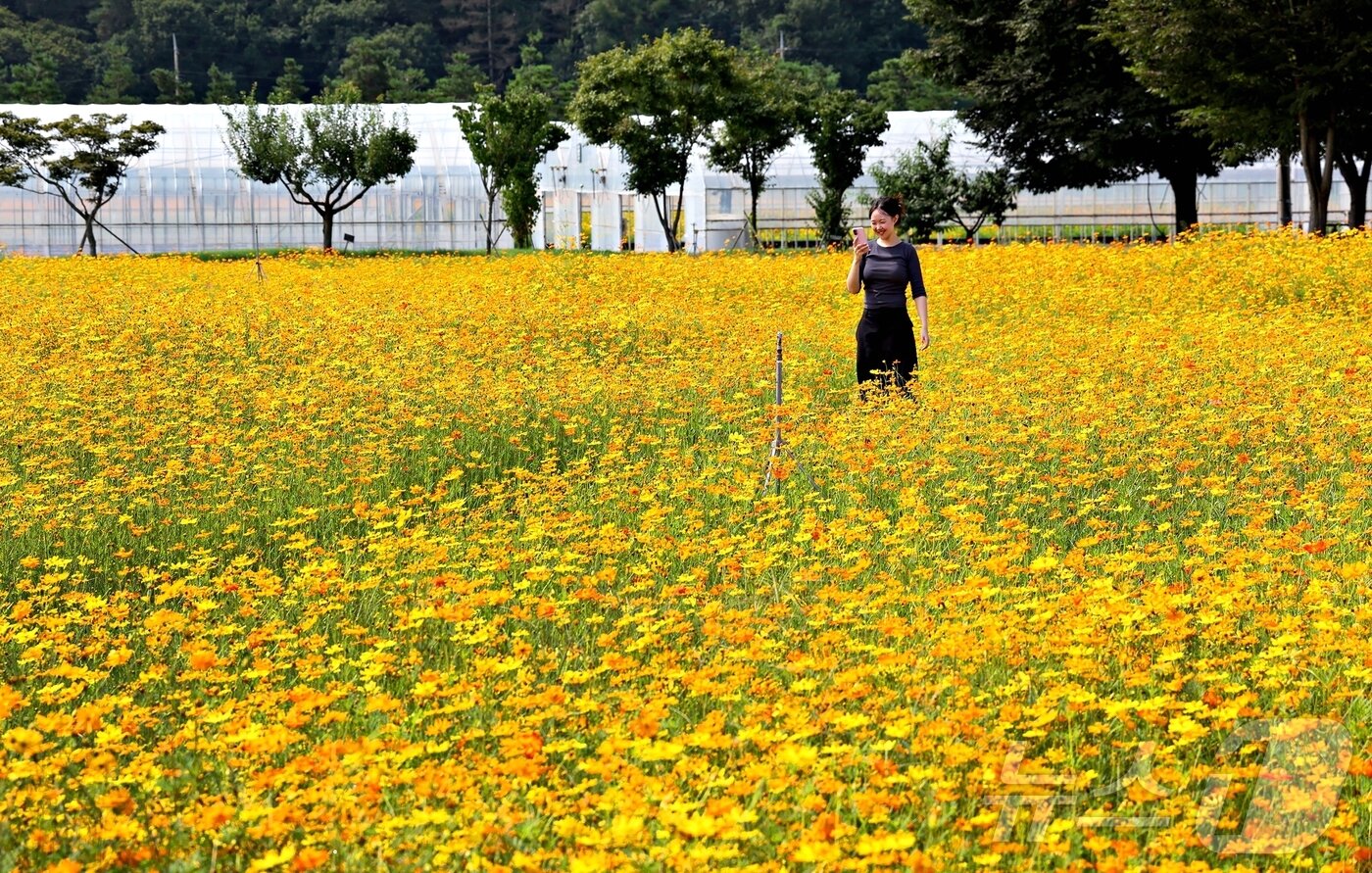 본문 이미지 - 충북 괴산군 괴산읍 서부리 669 괴산군농업기술센터 뒤 동진천 인근 주황과 노랑 황화코스모스 꽃밭을 한 여성이 걷고 있다.(괴산군 제공) ⓒ 뉴스1
