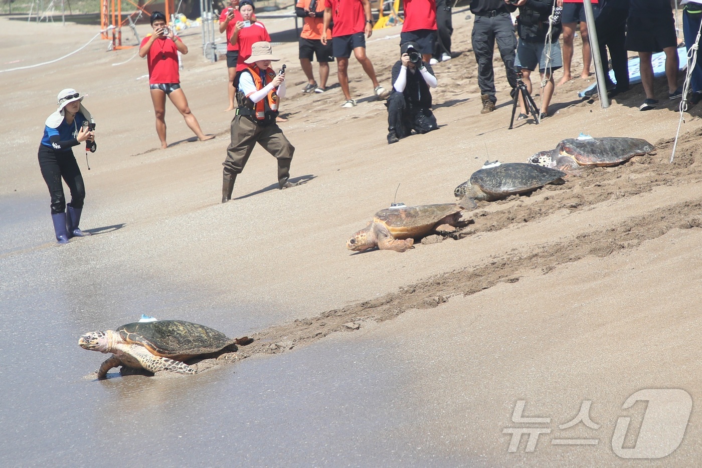 (서귀포=뉴스1) 오미란 기자 = 27일 오전 제주 서귀포시 중문색달해수욕장에서 해양수산부 주최로 열린 바다거북 자연방류 행사에서 바다거북들이 바다로 향하고 있다. 2026.8.2 …