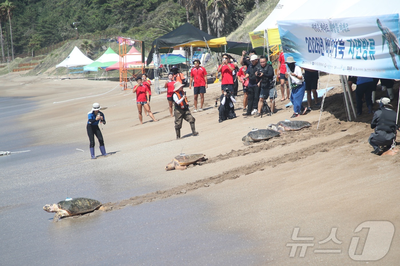(서귀포=뉴스1) 오미란 기자 = 27일 오전 제주 서귀포시 중문색달해수욕장에서 해양수산부 주최로 열린 바다거북 자연방류 행사에서 한 바다거북이 바다로 향하고 있다. 2026.8. …