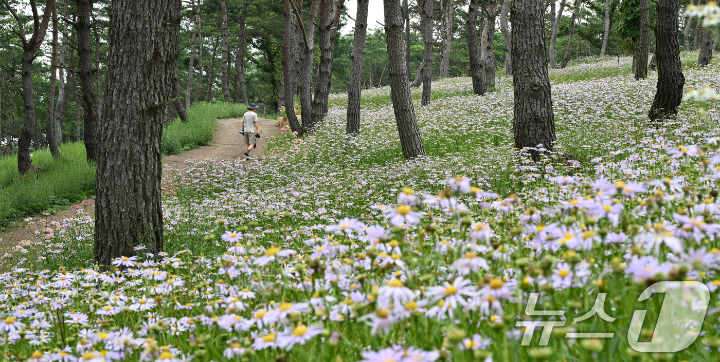 (서울=뉴스1) = 27일 경남 거창군 감악산 별바람언덕 해발900미터 고원의 소나무숲 아래 가을의 전령사 벌개미취가 만발해 있다. (거창군 제공. 재판매 및 DB금지) 2026. …
