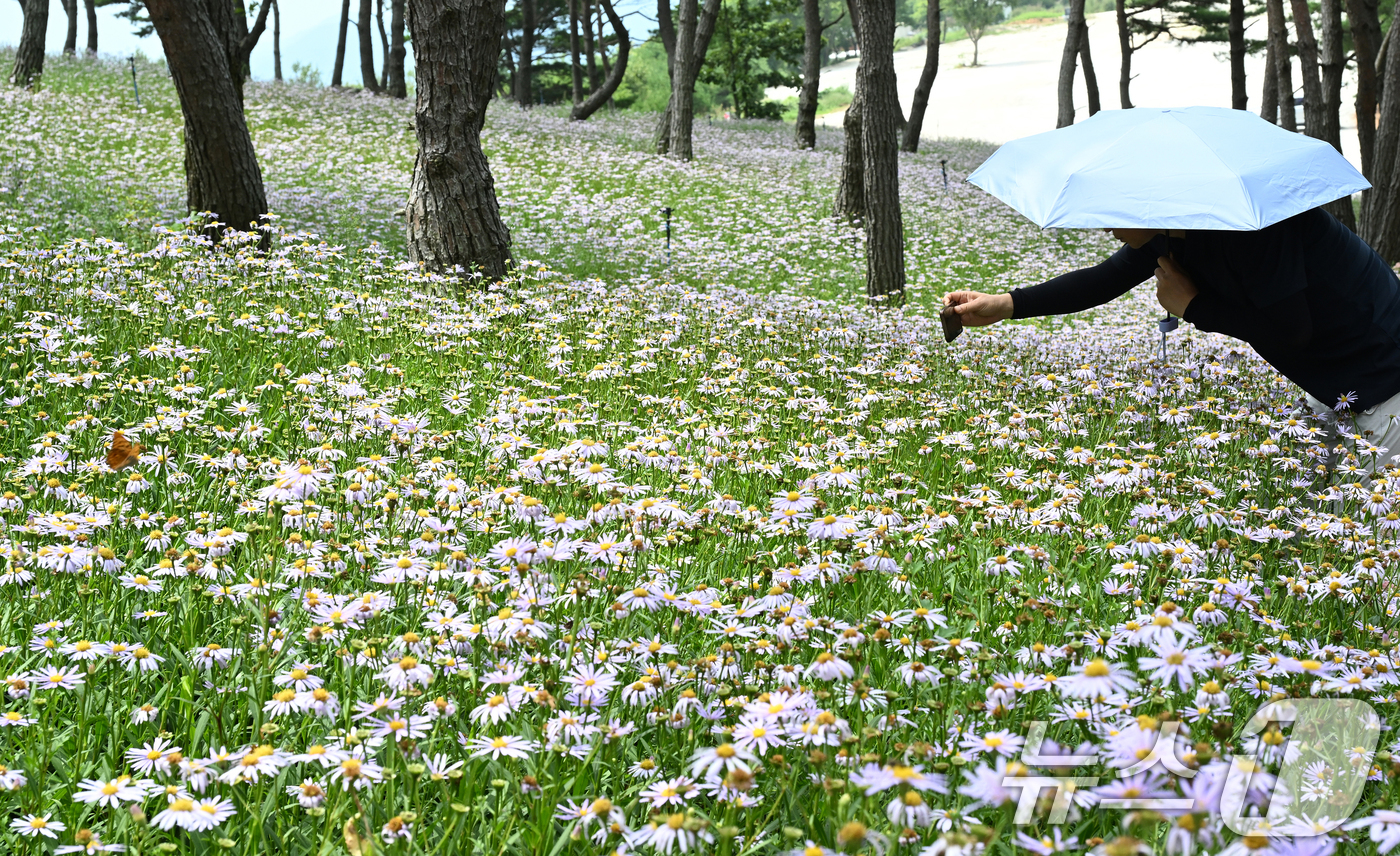 (서울=뉴스1) = 27일 경남 거창군 감악산 별바람언덕 해발900미터 고원의 소나무숲 아래 가을의 전령사 벌개미취가 만발해 있다. (거창군 제공. 재판매 및 DB금지) 2026. …