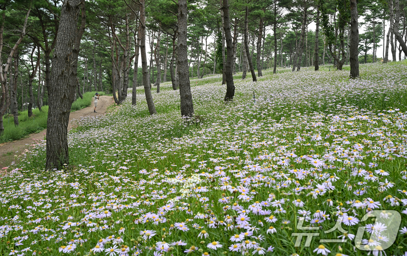 (서울=뉴스1) = 27일 경남 거창군 감악산 별바람언덕 해발900미터 고원의 소나무숲 아래 가을의 전령사 벌개미취가 만발해 있다. (거창군 제공. 재판매 및 DB금지) 2026. …