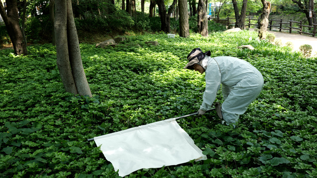 가을 나들이철 진드기 주의…서울시, 공원·산책로 집중 감시