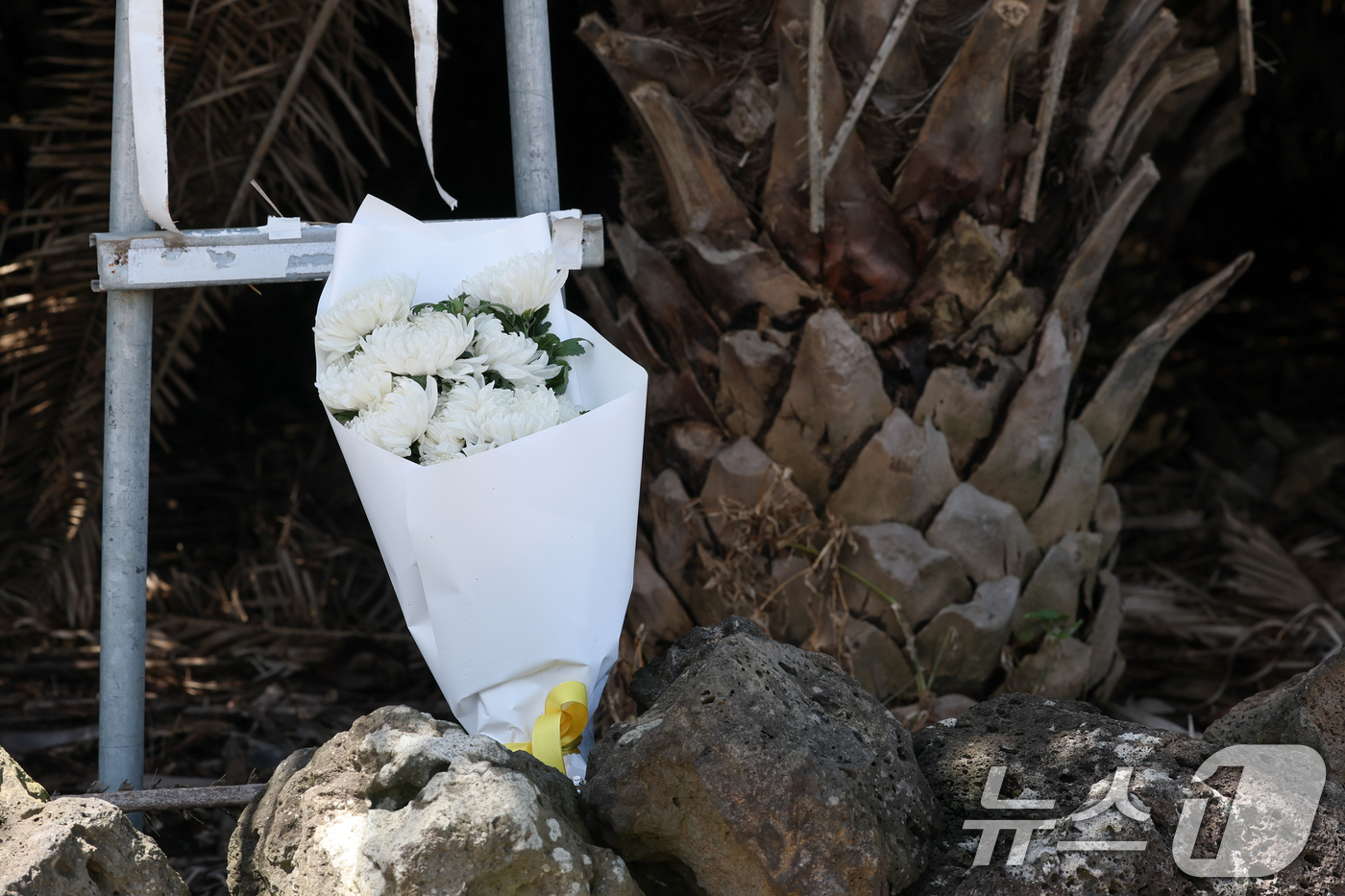 (제주=뉴스1) 안은나 기자 = 28일 제주시 한림읍 실종신고 허위 종결 사건 피해자 장 모씨의 시신이 발견된 야자수숲 현장에 누군가 추모의 의미로 가져다놓은 국화꽃다발이 놓여 있 …