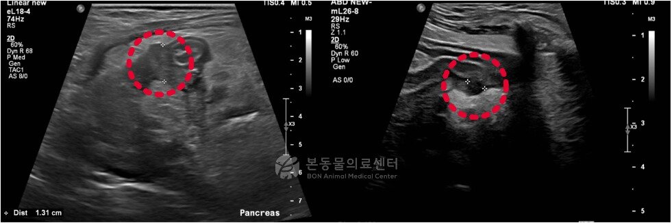 본문 이미지 - 췌장염 및 담도폐색 강아지의 초음파 검사 결과(본동물의료센터 제공) ⓒ 뉴스1