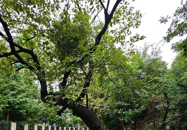 부산 집중호우에 도로·건물 곳곳 침수…가로수 쓰러지고 토사 유실