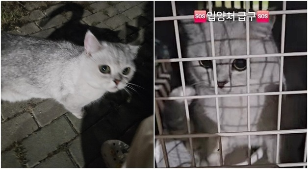 "스스로 이동장에 쏙"…공원에 나타난 '개냥이' 두 마리