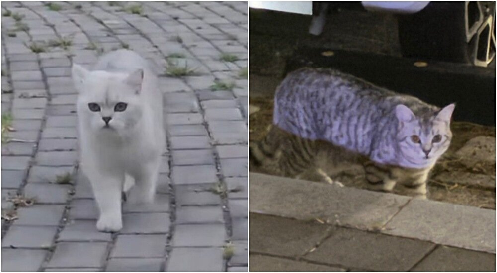 본문 이미지 - 공원에 갑자기 나타난 고양이 두 마리. 처음 본 사람에게도 거리낌 없이 다가왔다(인스타그램 sskk_vely_0327 제공) ⓒ 뉴스1