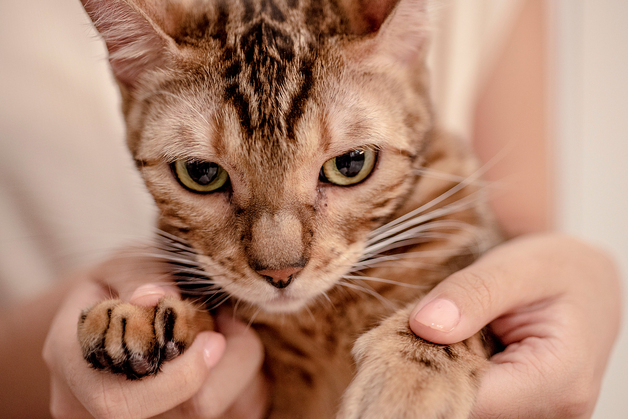 반복된 구토·체중 감소…11살 고양이, 알고 보니 횡격막 탈장