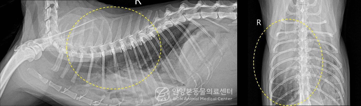 본문 이미지 - 고양이 횡격막 탈장 수술 전 방사선(엑스레이) 검사 결과(안양본동물의료센터 제공) ⓒ 뉴스1