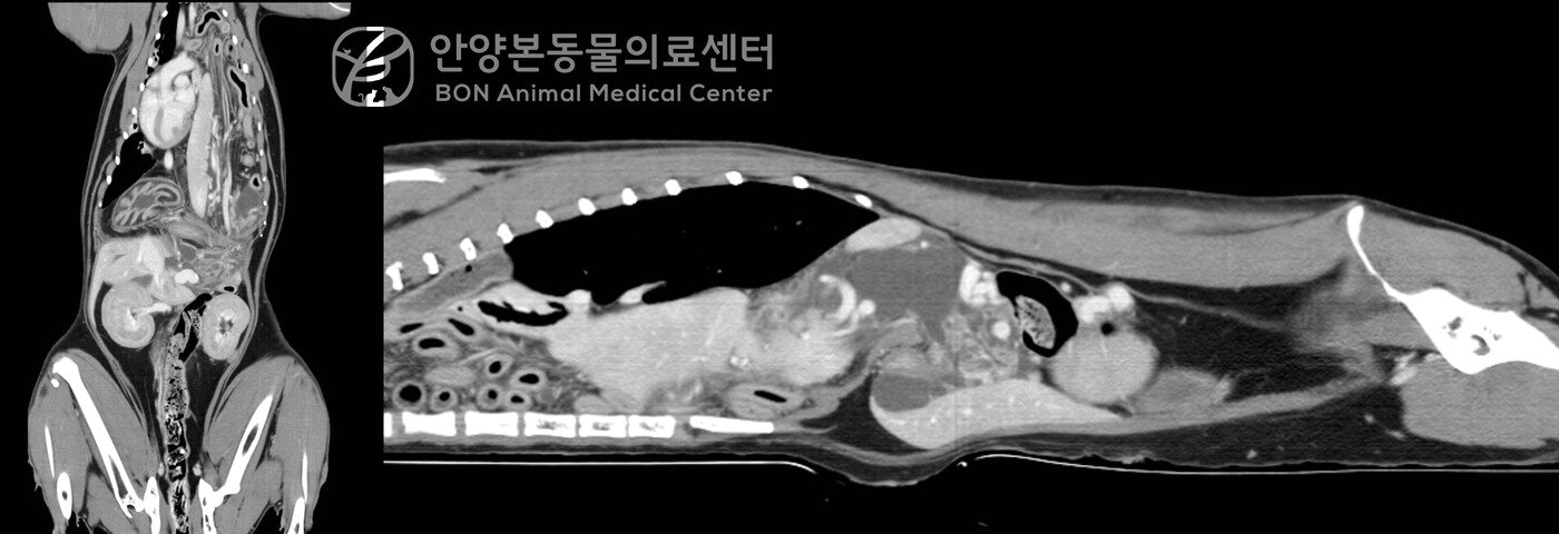 본문 이미지 - 고양이 횡막 탈장 진단을 위한 CT 검사 결과(본동물의료센터 제공) ⓒ 뉴스1