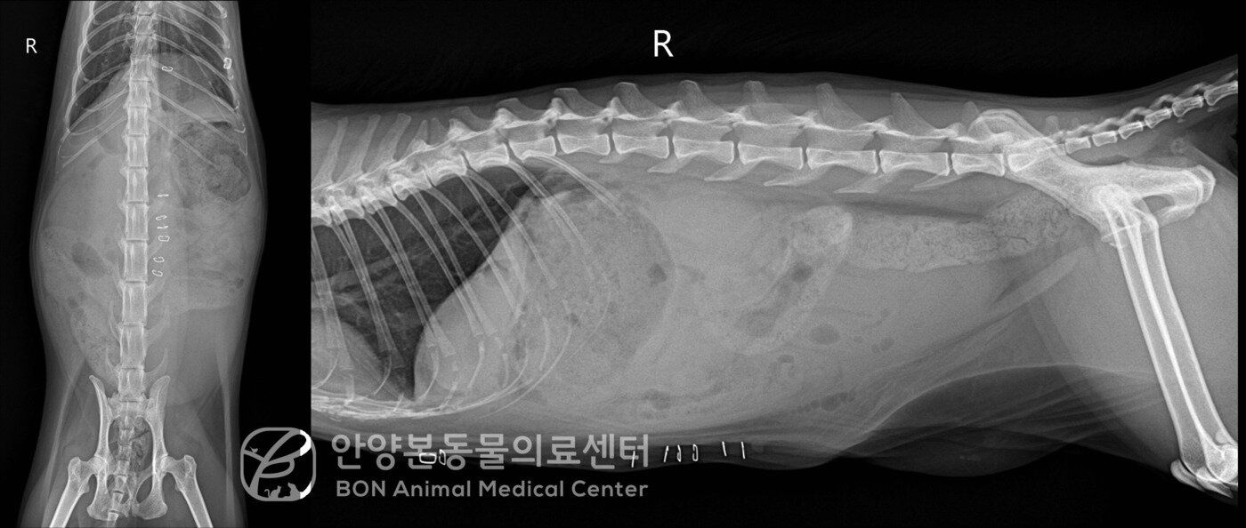 본문 이미지 - 탈장 수술 후 상태가 좋아진 방사선 검사 결과(본동물의료센터 제공) ⓒ 뉴스1