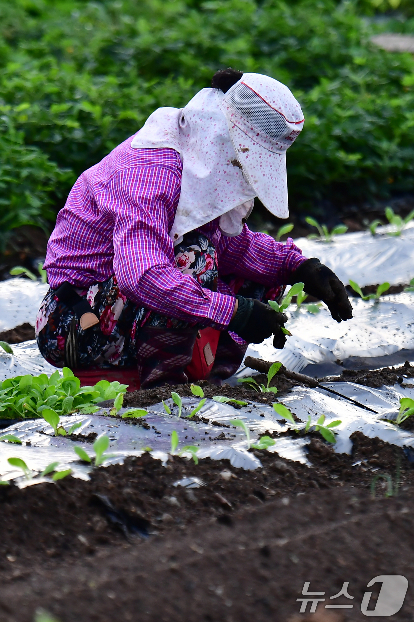 (포항=뉴스1) 최창호 기자 = 31일 오전 경북 포항시 남구 연일읍 밭에서 농민이 배추 모종을 심고 있다. 2026.8.31/뉴스1