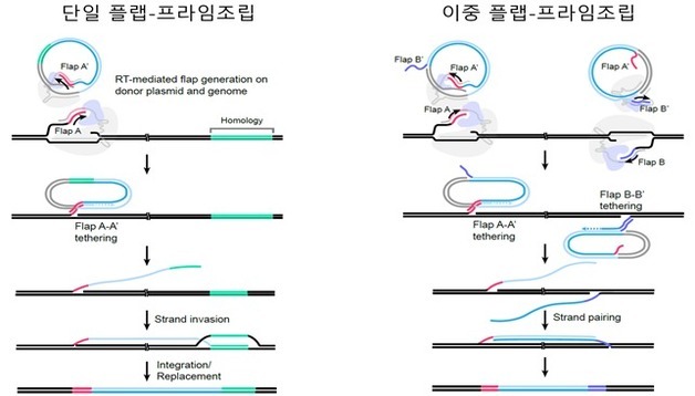 손상된 유전자 통째로 복원…'차세대 재생의료' 시대 열렸다