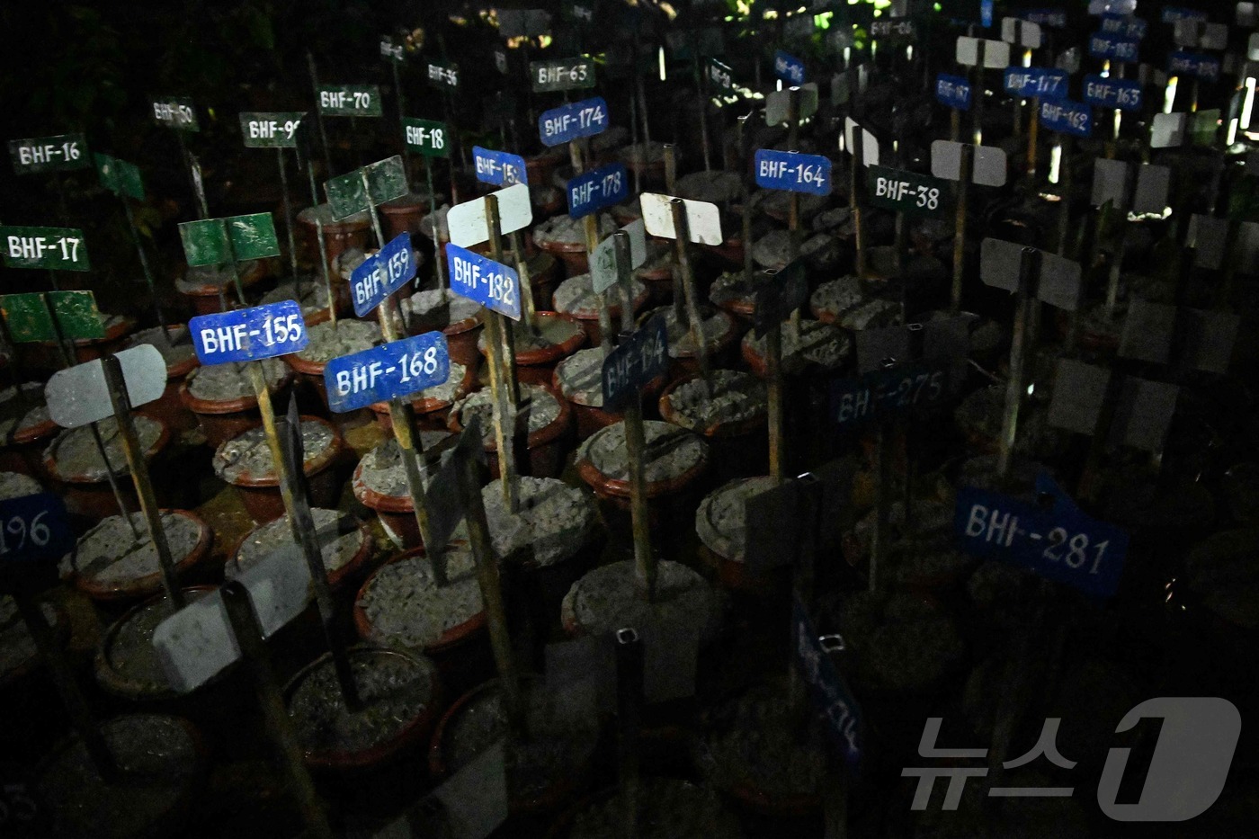 (AFP=뉴스1) 진성훈 기자 = 네팔 대홍수로 숨진 희생자들 가운데 신원을 확인할 수 없어 유족에게 인계되지 못한 시신들이 30일(현지시간) 인식표가 붙은 상태로 임시 매장되고 …