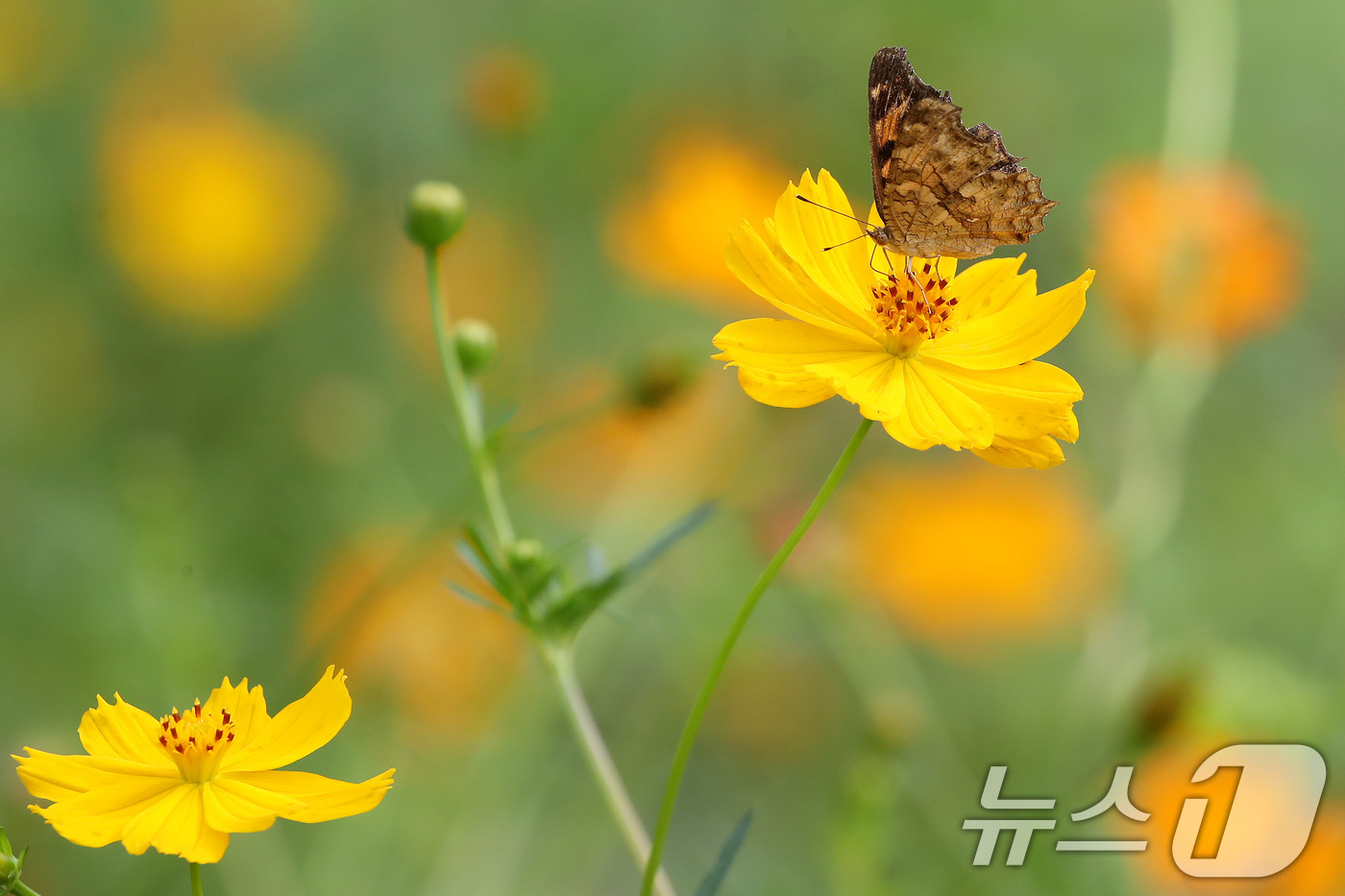 (경산=뉴스1) 공정식 기자 = 31일 경북 경산시 하양읍 금호강 산책로에 곱게 핀 황화 코스모스 위에 날아든 호랑나비가 꿀을 따고 있다. 2026.8.31/뉴스1