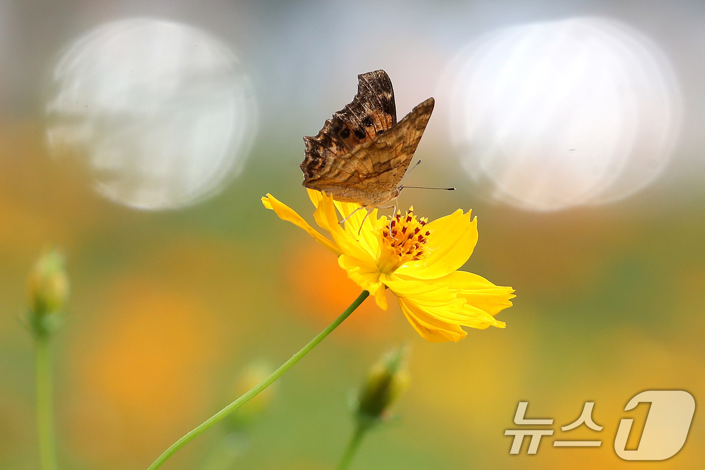 (경산=뉴스1) 공정식 기자 = 31일 경북 경산시 하양읍 금호강 산책로에 곱게 핀 황화 코스모스 위에 날아든 호랑나비가 꿀을 따고 있다. 2026.8.31/뉴스1
