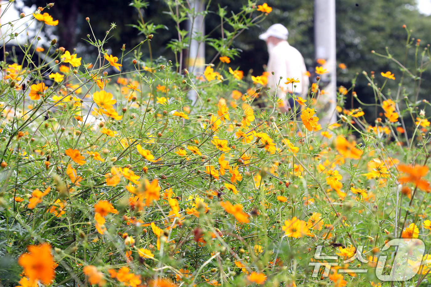(경산=뉴스1) 공정식 기자 = 31일 경북 경산시 하양읍 금호강을 찾은 시민들이 산책로에 곱게 핀 황화 코스모스를 따라 걷고 있다. 2026.8.31/뉴스1