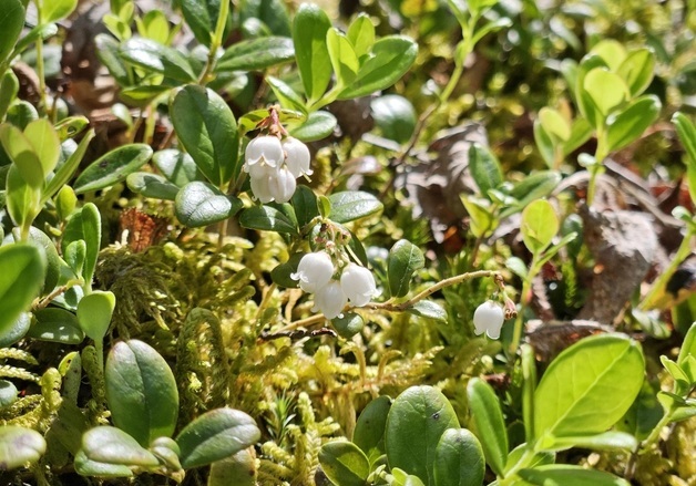 산림청, 희귀식물 자생지 등 5369㏊ 산림유전자원보호구역 추진