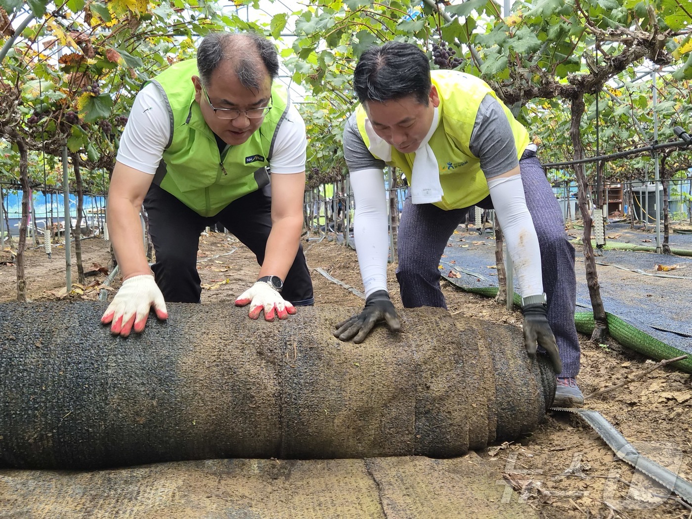(서울=뉴스1) 윤지오 수습기자 = 지난 28일 경남 거제시 포도농가를 찾은 김주양 농업경제대표이사(오른쪽)가 침수된 비닐하우스 내부를 정리하고 있다. (농협 제공. 재판매 및 D …