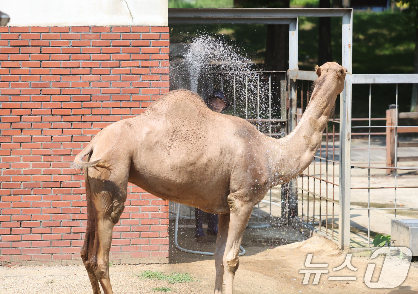 (전남광주=뉴스1) 박지현 기자 = 폭염중대경보가 내려진 4일 오전 전남광주 북구 우치동물원에서 사육사가 뿌리는 찬물에 낙타가 더위를 식히고 있다. 2026.8.4/뉴스1