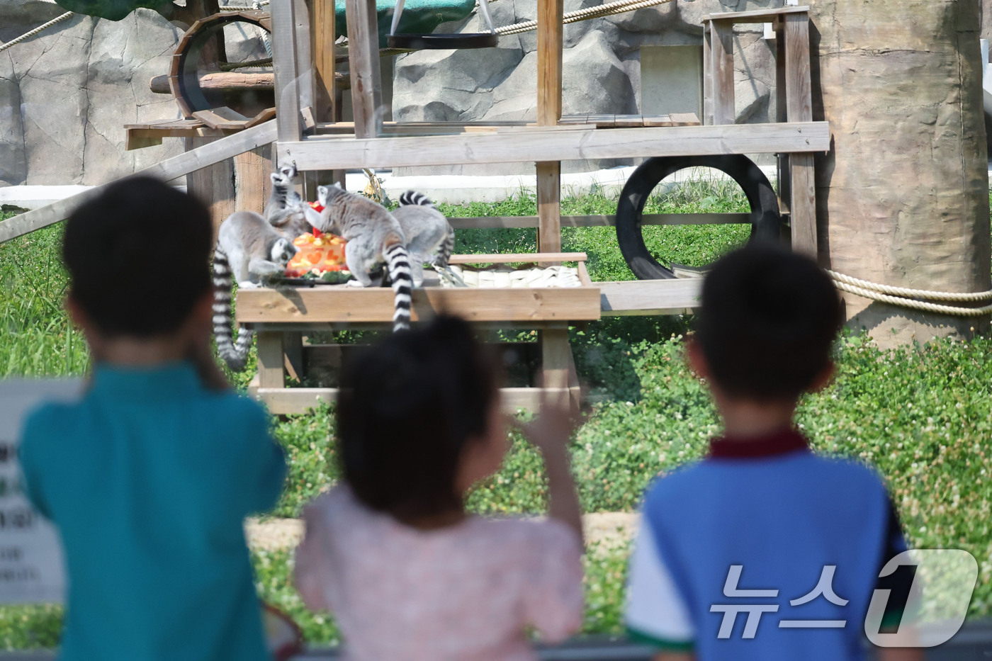 (전남광주=뉴스1) 박지현 기자 = 최고기온이 36.2도까지 오른 4일 전남광주 북구 우치동물원에서 알락꼬리여우원숭이가 여름특식인 시원한 과일을 가족들과 나눠먹는 모습을 아이들이 …