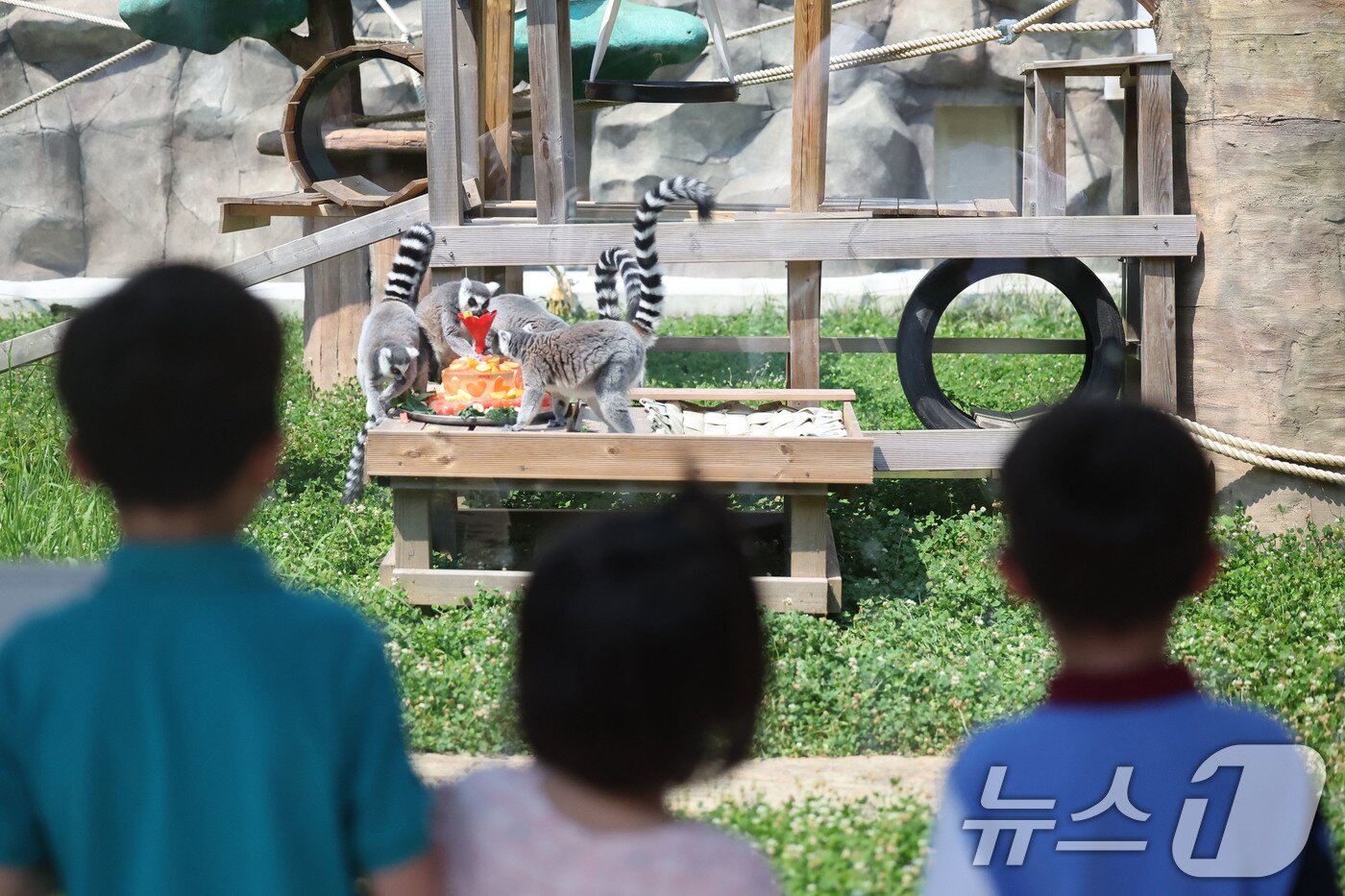 본문 이미지 - 최고기온이 36.2도까지 오른 4일 전남광주 북구 우치동물원에서 알락꼬리여우원숭이가 여름특식인 시원한 과일을 가족들과 나눠먹고 있다. 2026.8.4 ⓒ 뉴스1 박지현 기자