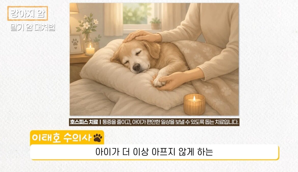 본문 이미지 - 시그니처동물의료센터 이태호 원장과 송우진 원장이 반려동물 암 치료 시 항암제에 반응하지 않거나 삶의 질이 크게 떨어지는 경우에는 통증을 조절하고 편안한 생활을 돕는 호스피스 치료로 전환하는 방법을 제안했다(유튜브 갈무리). ⓒ 뉴스1