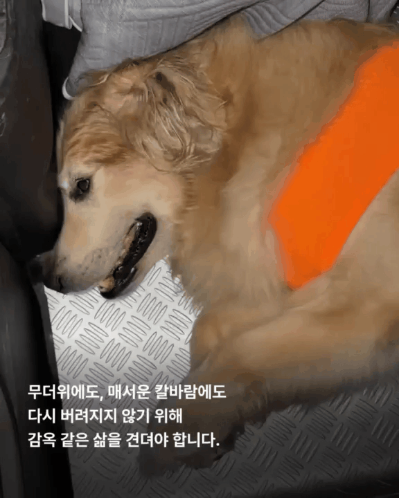 본문 이미지 - 차량에 갇혀 살다 구조된 골든리트리버(위액트 제공) ⓒ 뉴스1
