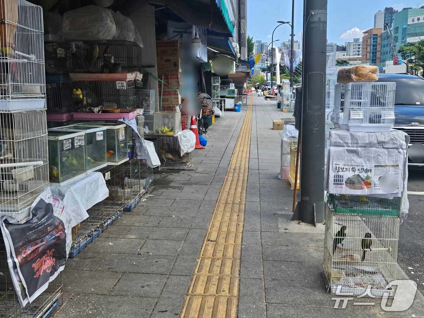 본문 이미지 - 5일 오후 서울 종로구의 한 애완동물 가게들이 내놓은 케이지들. 일부 케이지는 신문지로 가려져 있으나 일부는 햇빛 아래 놓여 있다. 2026.8.5 ⓒ 뉴스1 유채연 기자