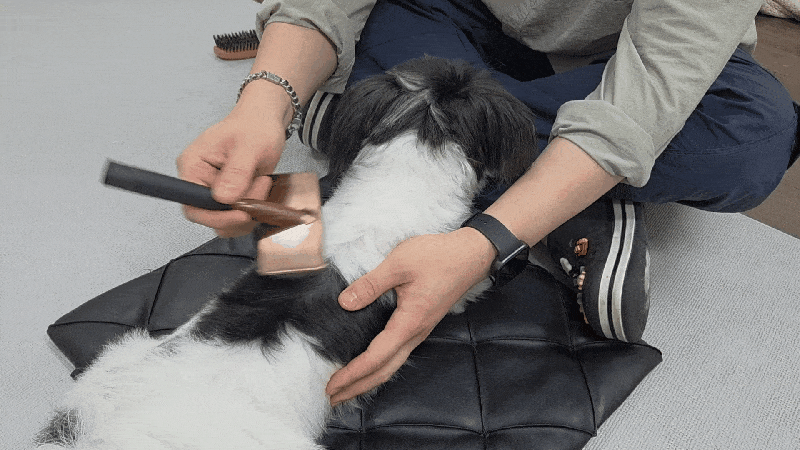 본문 이미지 - 털을 가르마 타듯 나눈 뒤 한번에 길게 당기지 말고 안쪽부터 짧게 나눠 빗질해야 좋다. ⓒ 뉴스1