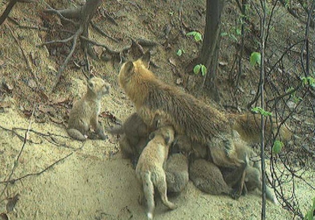 멸종위기종 여우 28마리, 소백산에 방사…"한반도 생태계 복원"