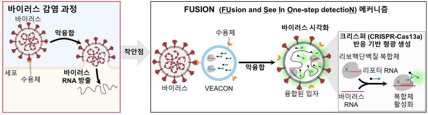 본문 이미지 - '퓨전(FUSION) 플랫폼'의 작동 원리. 감염성 바이러스가 가짜 세포인 '비콘(VEACON)'과 막 융합을 일으키면 바이러스 RNA가 비콘 내부로 들어가고, 크리스퍼 유전자 가위가 이를 감지해 형광 신호를 만든다.(KIST 제공)