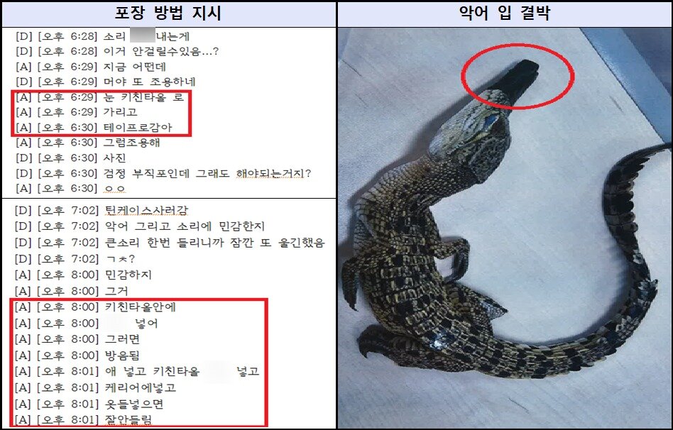 본문 이미지 - 서울동부지검은 6일 코브라, 양쯔강악어와 같은 국제적 멸종위기종 등 야생생물을 밀수해 전국 각지 주택가로 유통한 혐의를 받는 전문 밀수·유통 조직 총책과 밀수책들을 재판에 넘겼다고 밝혔다. 사진은 총책 A 씨가 밀수책에게 포장 방법을 지시하는 내용(왼쪽)과 입이 결박된 악어의 모습. (사진. 서울동부지검 제공)