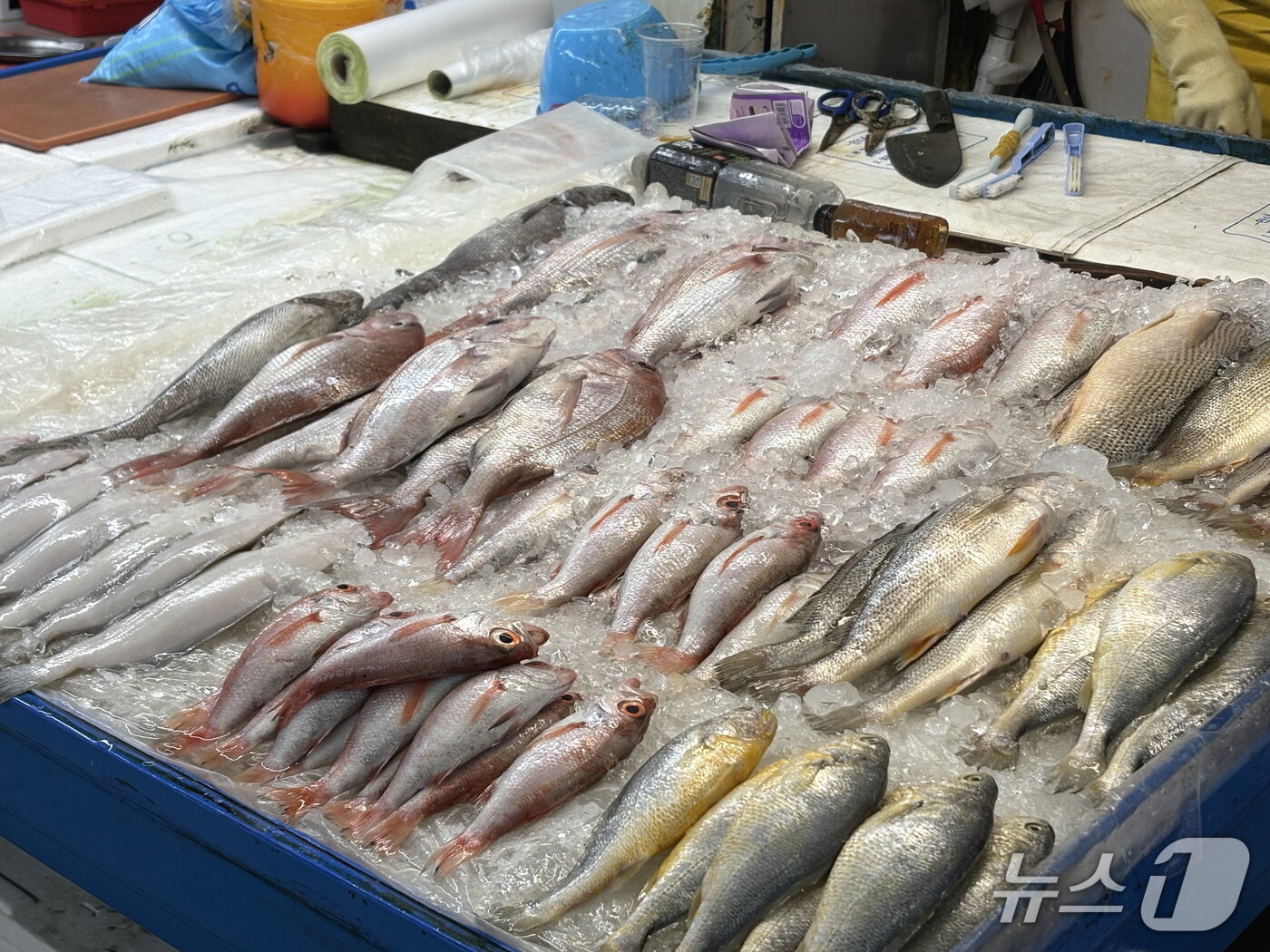 본문 이미지 - 부산 중구 남포동 자갈치시장에 진열된 생선들. 상인들은 진열대에 연신 얼음을 부어가며 생선을 관리하고 있었다. 2026.08.06 ⓒ 뉴스1 박서현 기자