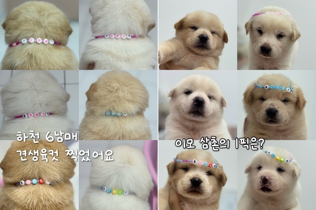 폭우 직전 다리 밑서 구조된 꼬물이들…평생 가족 기다려