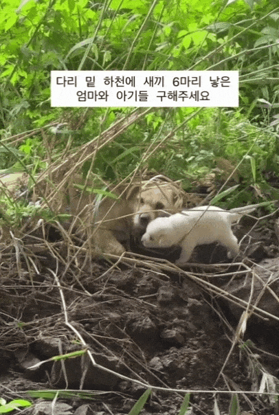 본문 이미지 - 하천 밑에서 지내던 어미 개와 강아지들(CRK 제공) ⓒ 뉴스1