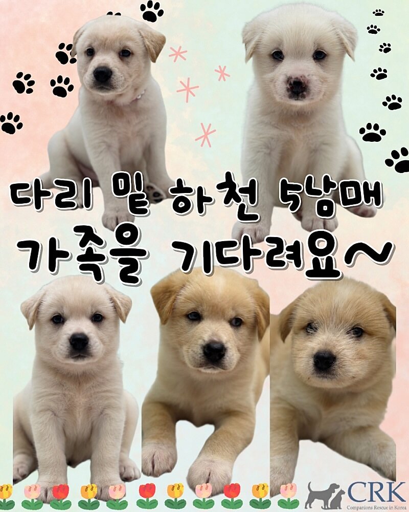 본문 이미지 - 하천 밑에서 구조된 강아지들이 가족을 기다리고 있다(CKR 제공). ⓒ 뉴스1
