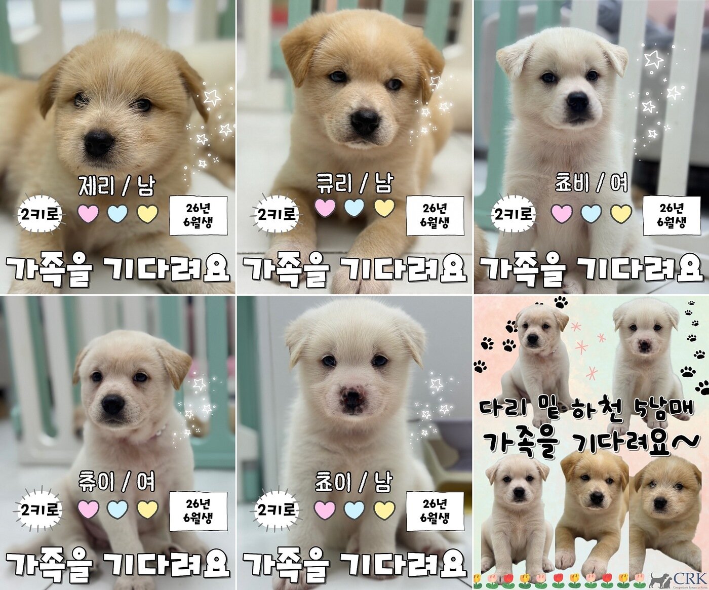 본문 이미지 - 하천 밑에서 구조돼 가족을 기다리는 강아지들(CKR 제공) ⓒ 뉴스1