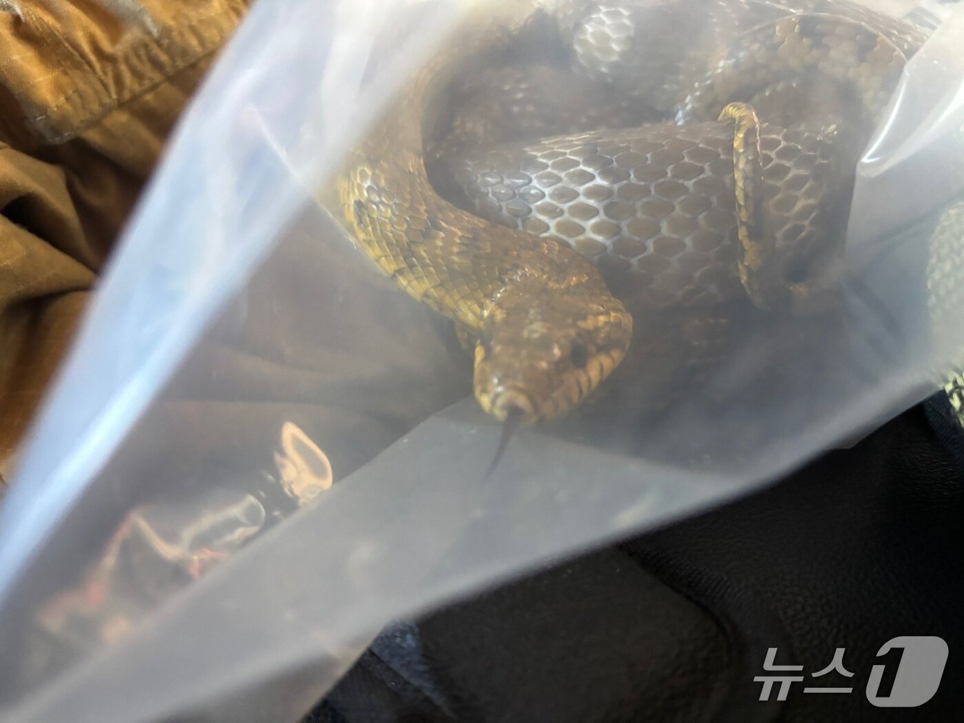 본문 이미지 - 포획된 구렁이의 모습(안동소방서 제공. 재판매 및 DB 금지)2026.8.7/뉴스1