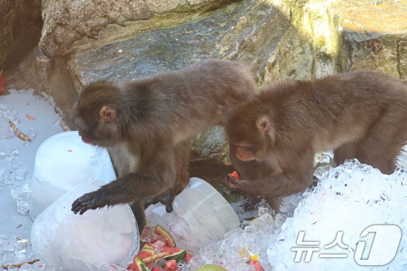 본문 이미지 - 폭염이 계속되는 7일 경기 과천 서울대공원에서 원숭이들이 사육사가 준비한 특별식을 먹고 있다. 2026.8.7 ⓒ 뉴스1 김도우 기자