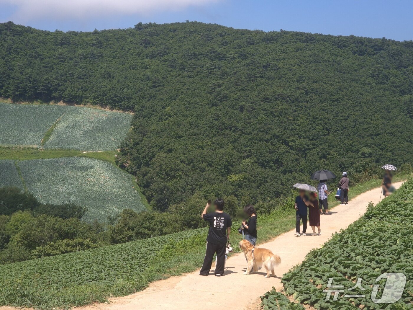 본문 이미지 - 7일 강원 강릉시 왕산면 안반데기 배추밭 산책길에서 관광객들이 양산을 쓰고 걸으며 한여름 고랭지 풍경을 즐기고 있다.