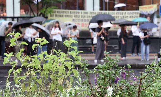 내일 동해안·제주 비, 내륙엔 최대 50㎜ 소나기…남부 체감 33도