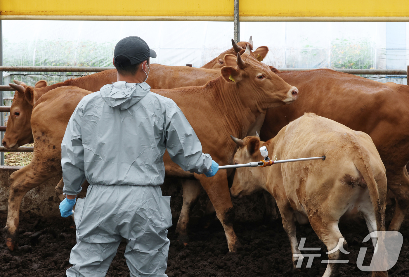 (용인=뉴스1) 김영운 기자 = 전국 축산농가에서 사육하는 소와 염소를 대상으로 한 하반기 구제역 백신 일제접종이 본격적으로 시작한 1일 경기 용인시의 한 한우 농가에서 용인시 공 …