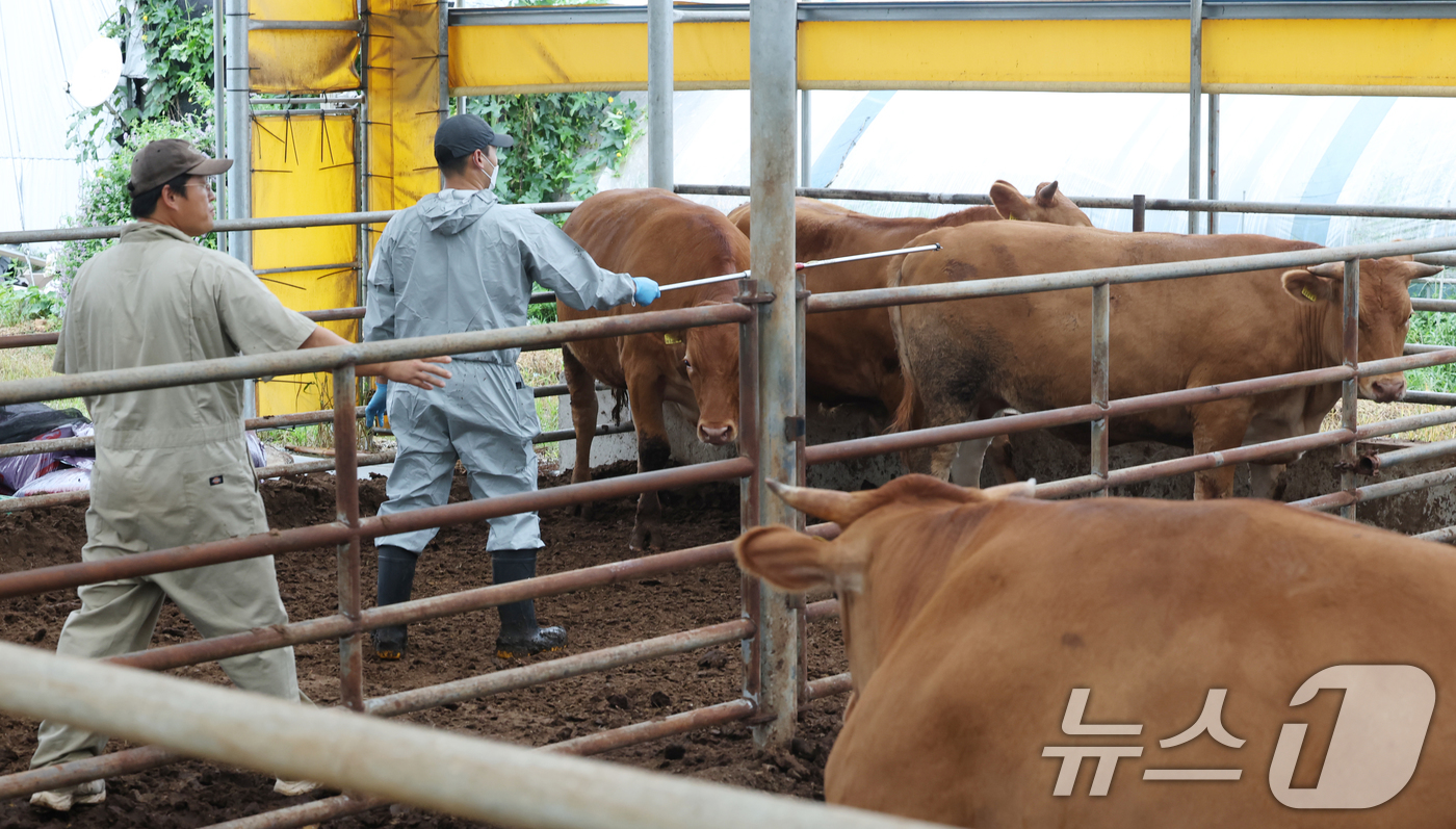 (용인=뉴스1) 김영운 기자 = 전국 축산농가에서 사육하는 소와 염소를 대상으로 한 하반기 구제역 백신 일제접종이 본격적으로 시작한 1일 경기 용인시의 한 한우 농가에서 용인시 공 …