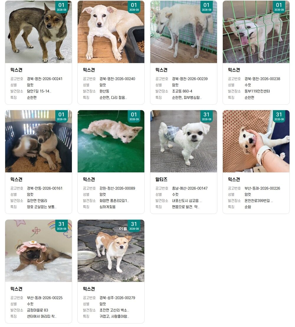 본문 이미지 - 동물보호센터에서 입양 가능한 보호견의 상당수가 믹스견이다(사진 국가동물보호정보시스템). ⓒ 뉴스1