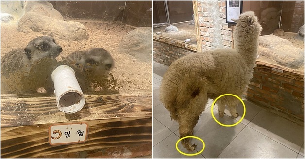전기 끊긴 동물원서 겨우 격리했는데…26마리 다시 돌아갈 수도