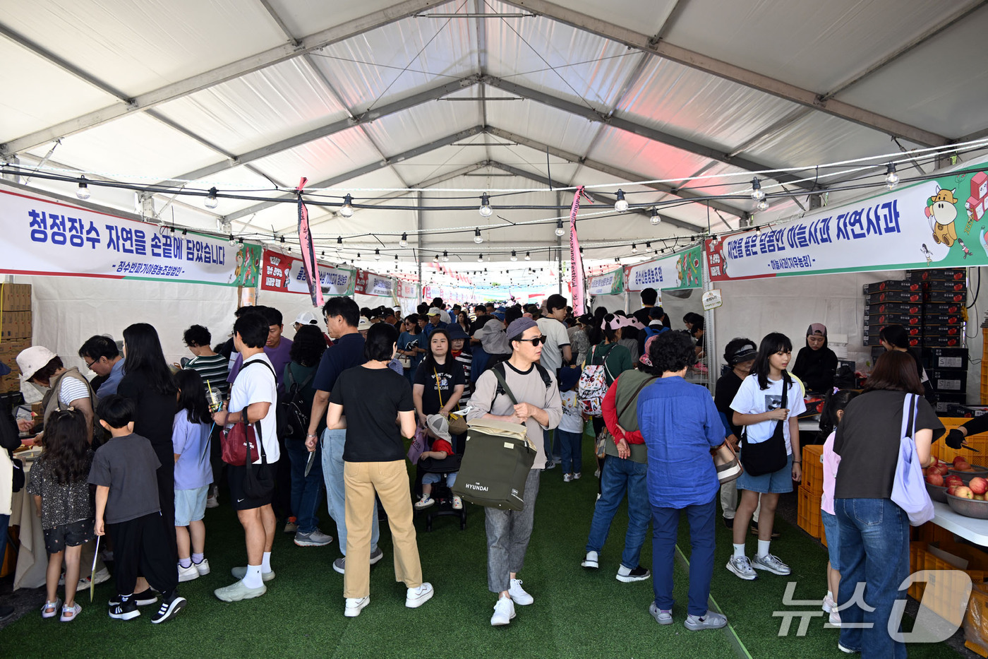 (장수=뉴스1) 김동규 기자 = 13일 전북 장수군 의암공원에서 열린 '한우랑 사과랑 축제'에서 관광객들이 사과 판매장을 둘러보고 있다. (장수군제공. 재판매 및 DB금지)2026 …