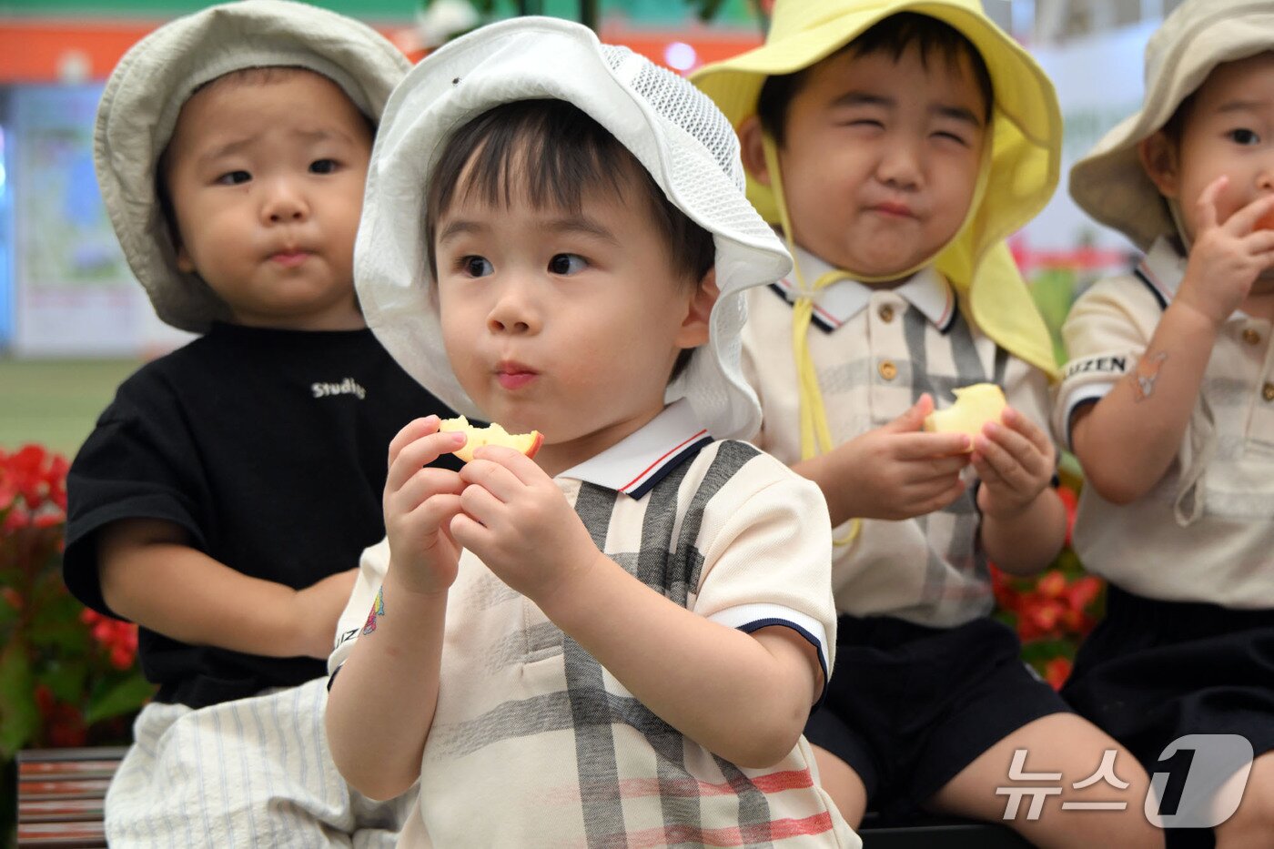 본문 이미지 - 13일 전북 장수군에서 '한우랑 사과랑 축제'가 열리고 있는 가운데 한 어린이가 사과를 먹고 있다. 축제는 이날까지 의암공원 일원에서 열린다.  (장수군 제공. 재판매 및 DB 금지)2026.9.13 